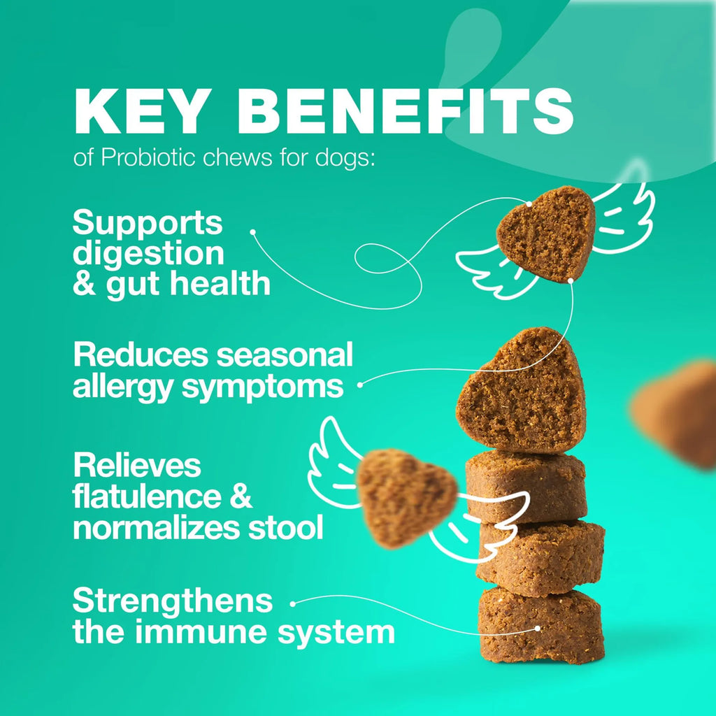 Probiotics for Dogs Gut Health Digestion