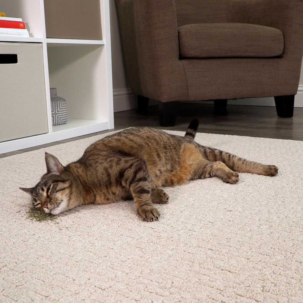 Catnip & Silvervine 35 G Natural Blend Cat Toy with Resealable Pouch, Assorted