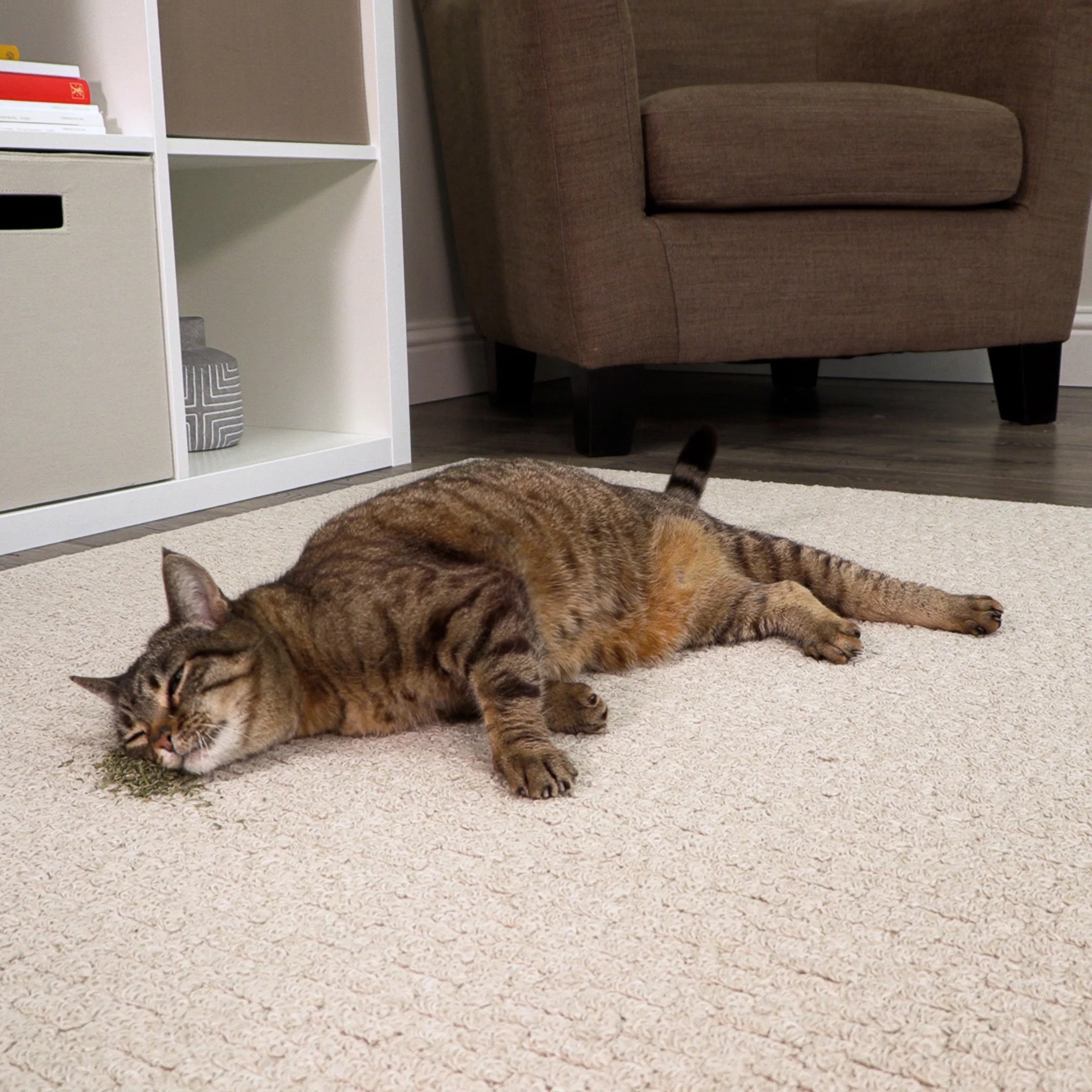 Catnip & Silvervine 35 G Natural Blend Cat Toy with Resealable Pouch, Assorted