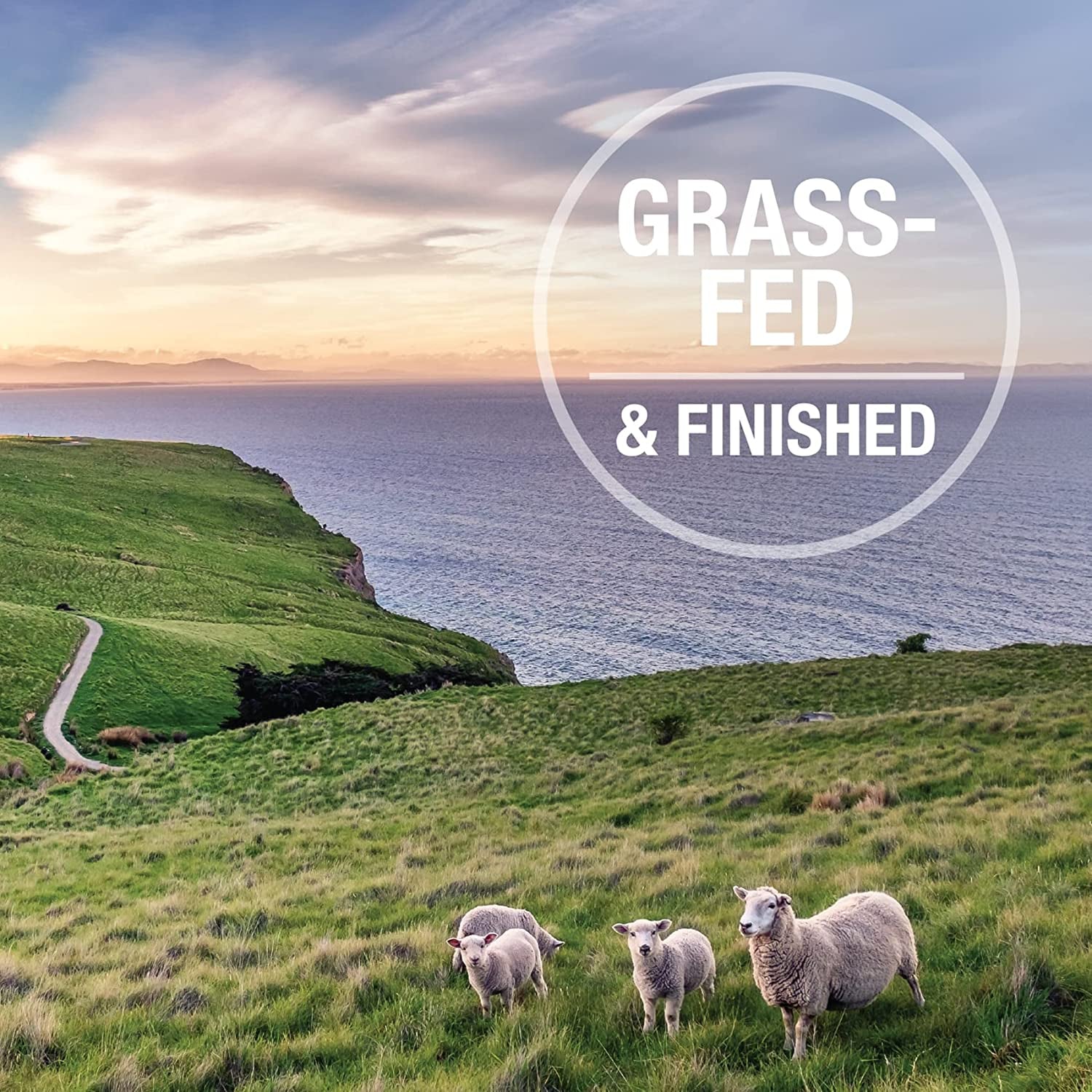 Freeze Dried Cat Treats – New Zealand Single-Source Protein Treats for Cats - Grain-Free Healthy Cat Snacks, Lamb Bites, 1.76Oz