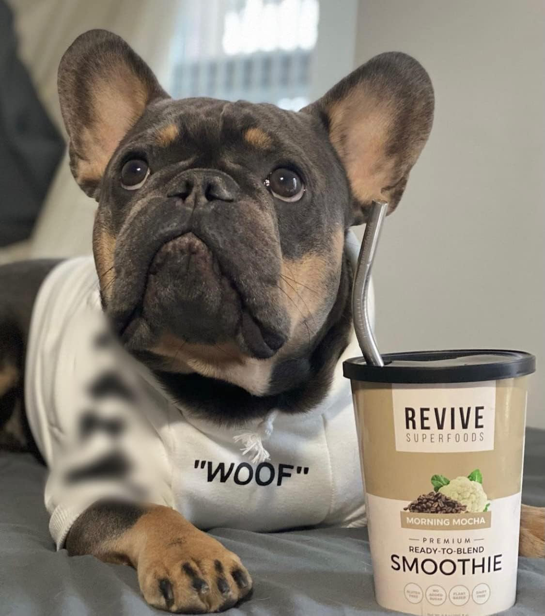 Stylish Dog Hoodie Dog Clothes Streetwear Cotton Sweatshirt Fashion Outfit for Dogs Cats Puppy Small Medium Large (2XL, White)